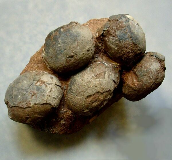 A nest of Hadrosaur eggs found in China.